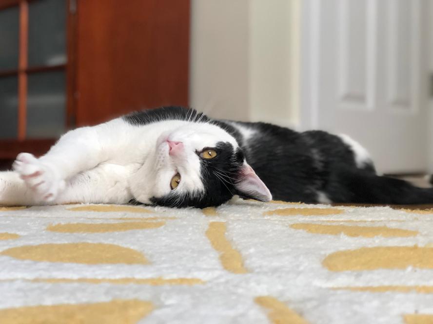 Milton the cat lying on the floor