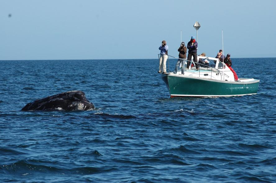 Team of researchers studying North Atlantic Right Whales.