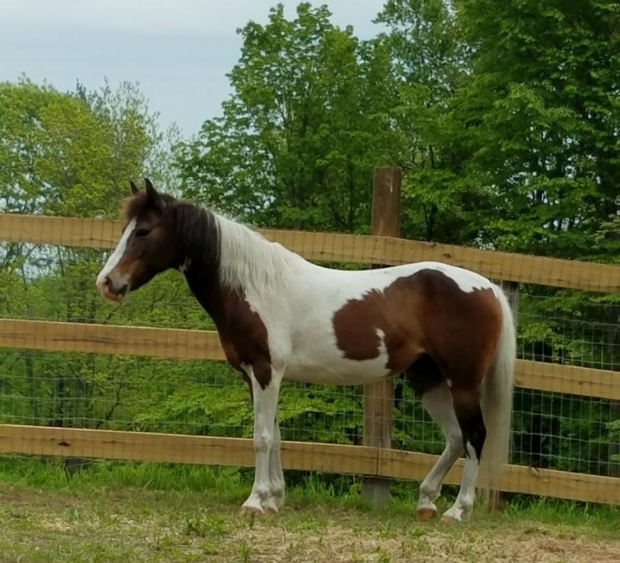 Pippa the pony standing in front of a fence