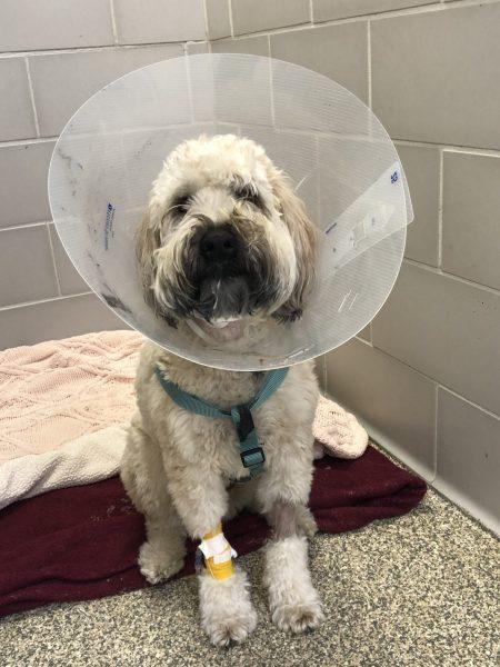 A dog wearing a surgical collar