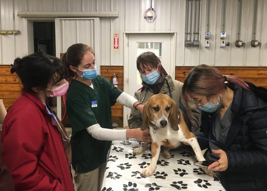 Students practice on a beagle