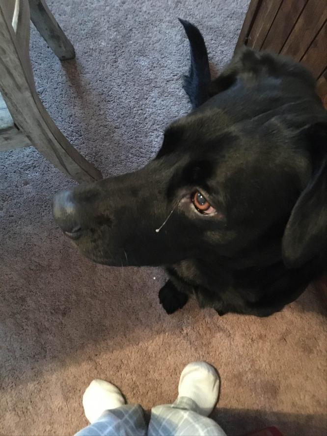 Photo of a Black Labrador