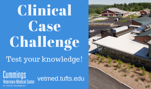 Clinical Case Challenge: A Cat with Progressive Lethargy