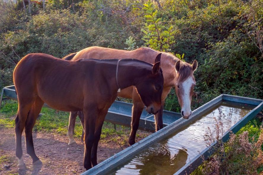 Two horses drinking from a water trough.