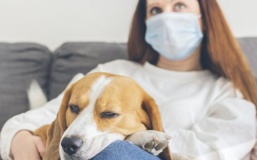 Young woman with brown hair, sitting on her sofa with a medical mask as a precaution against the spread of virus, along with her dog of breed Beagle.