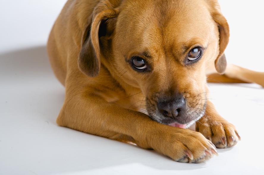 Puggle licking his paw.