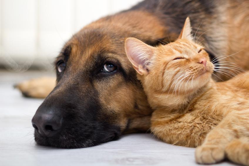 close up, cat and German Shepherd dog together lying on the floor