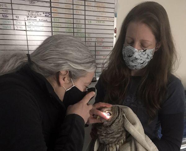 Dr. Maureen Murray, director of Tufts Wildlife Clinic, conducts an eye exam of an injured barred owl held by veterinary technician Chris Powers. Don Lyman