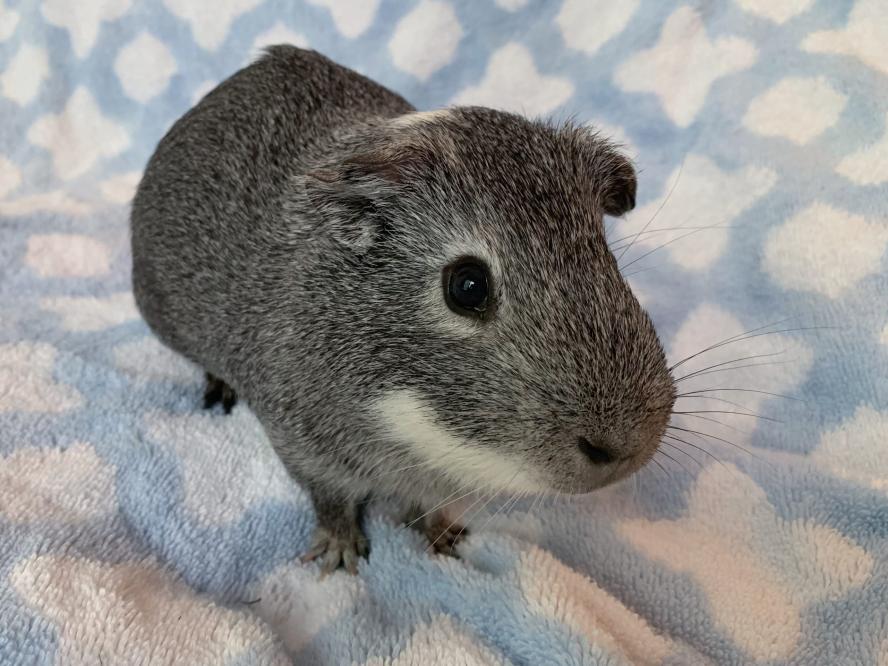 A guinea pig standing on a blanket