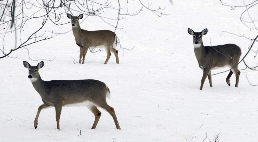 Three deer standing in the snow.