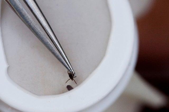 A deer tick in a white container.