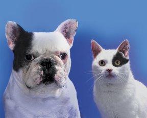 A picture of a dog and a cat.