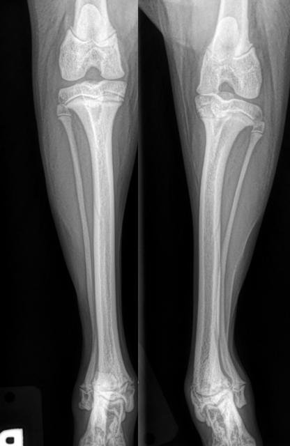 An x-rays of a horse's leg