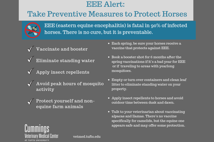 A poster listing ways to protect your horse from EEE