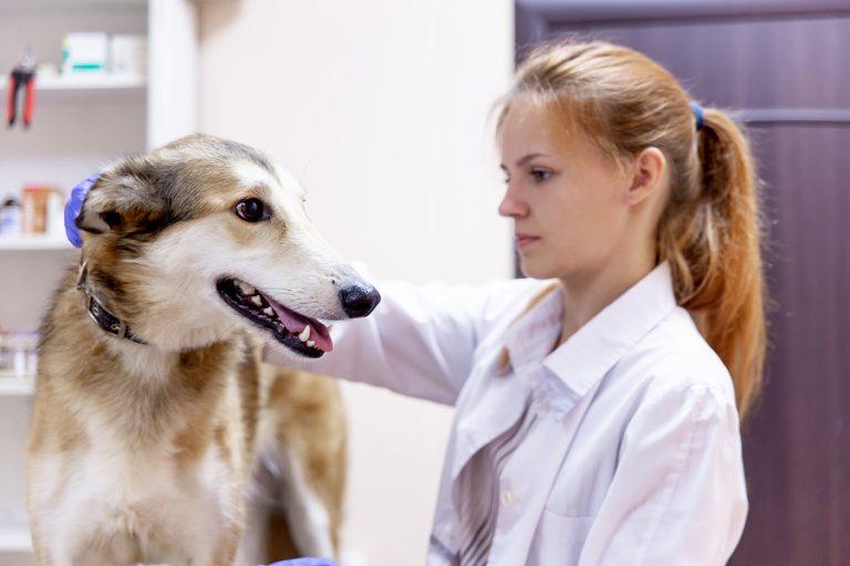 A female vet examining a dog.