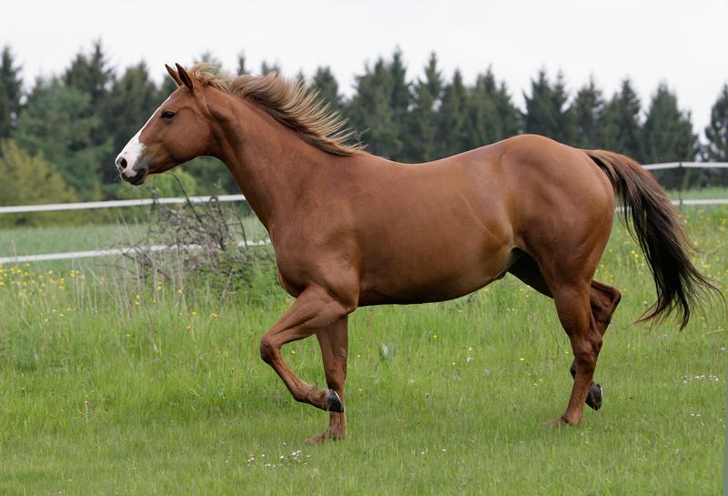 A horse in motion.