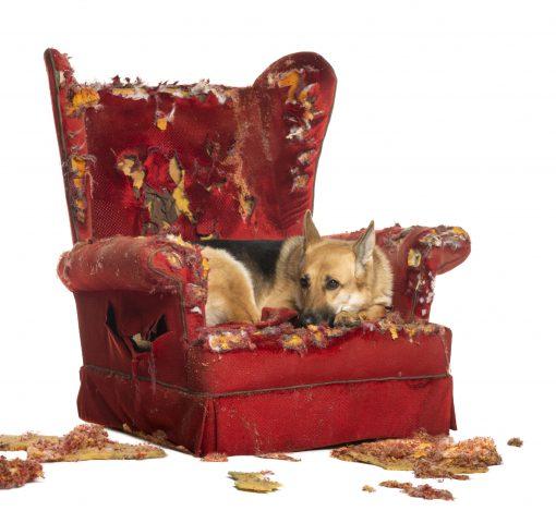 German Sheperd looking depressed on a destroyed armchair, isolated on white