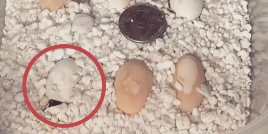 Watch how hard a baby painted turtle must work to hatch from its egg in this time-lapse video of 13 hours condensed to just 40 seconds!