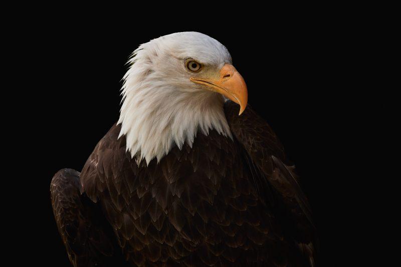 Stock image of a Bald Eagle on a black background