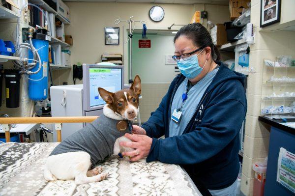 veterinary technician attending to a small dog in exam room
