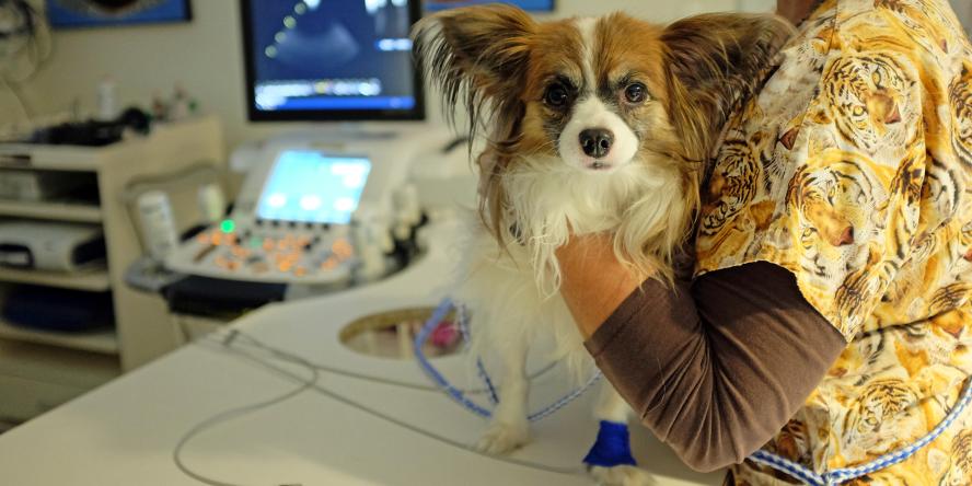 Clinical Trial Dog