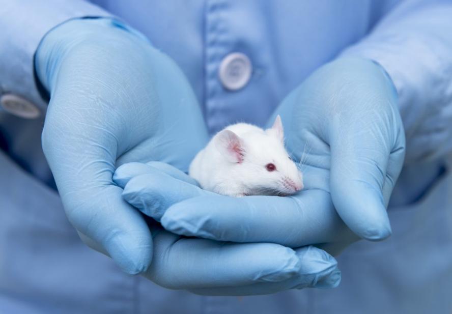 Small experimental mouse is on the researcher's hand