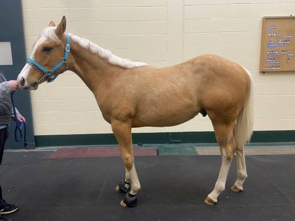 Picture of Max, the six-month-old Palomino colt