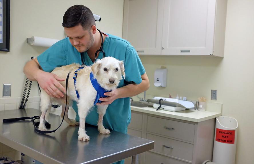 Hawkeye the dog being examined during his visit at the neurology department at Foster Hospital for Small Animals