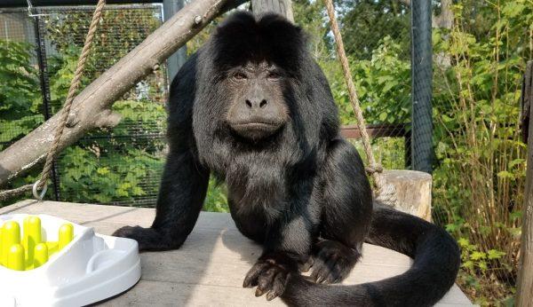 Picture of Ramone the monkey