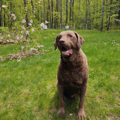 Ruger, a chocolate brown chesapeake bay retriever