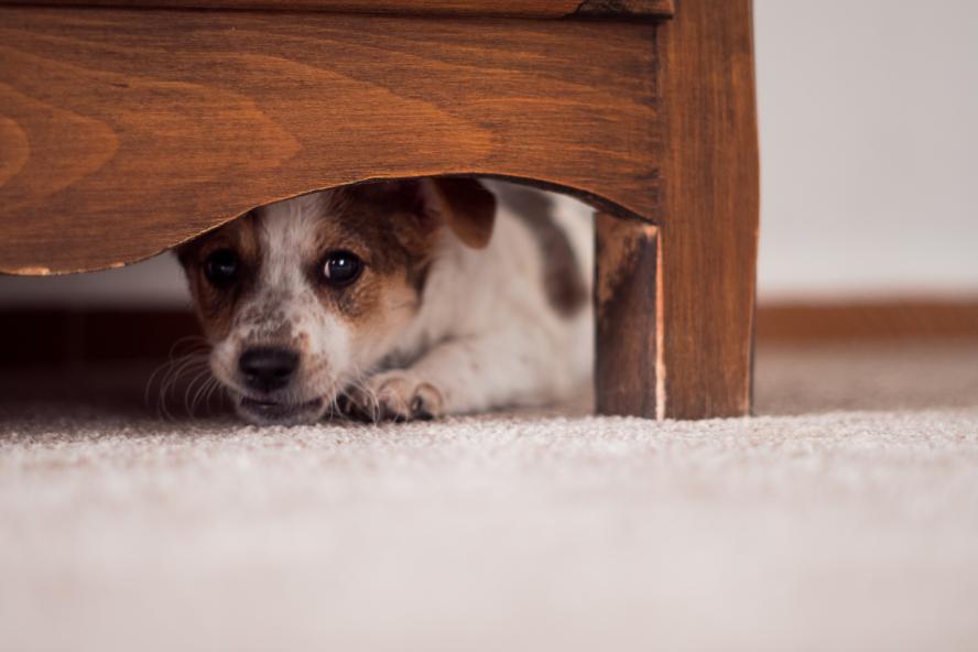 A scared puppy hiding under a piece of furniture