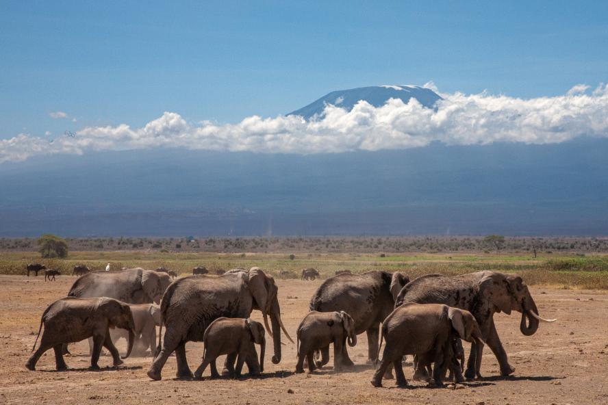 Elephants working across a plain with Mount Kilimanjaro in the background