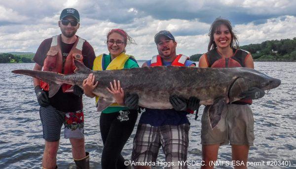 Anna Christian stands in the water with three others holding a huge fish