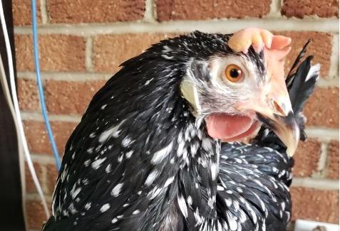 A chicken front of a brick wall