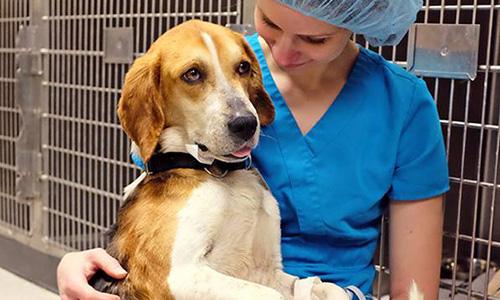 A veterinary student enjoys some quality time before she begins her Advanced Surgery Elective in the Lerner Spay-Neuter Clinic.