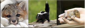 Images of baby mammals