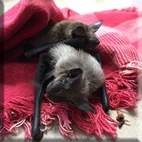 Two baby Bats