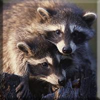 Two baby raccoons