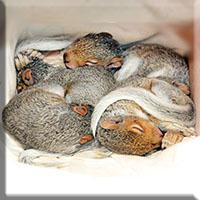 Squirrel babies cuddled together in a box