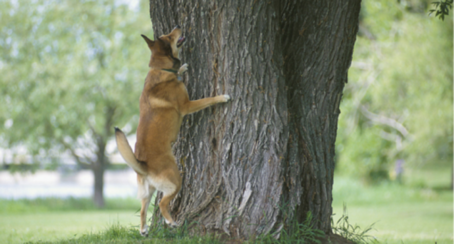 dog barking up tree