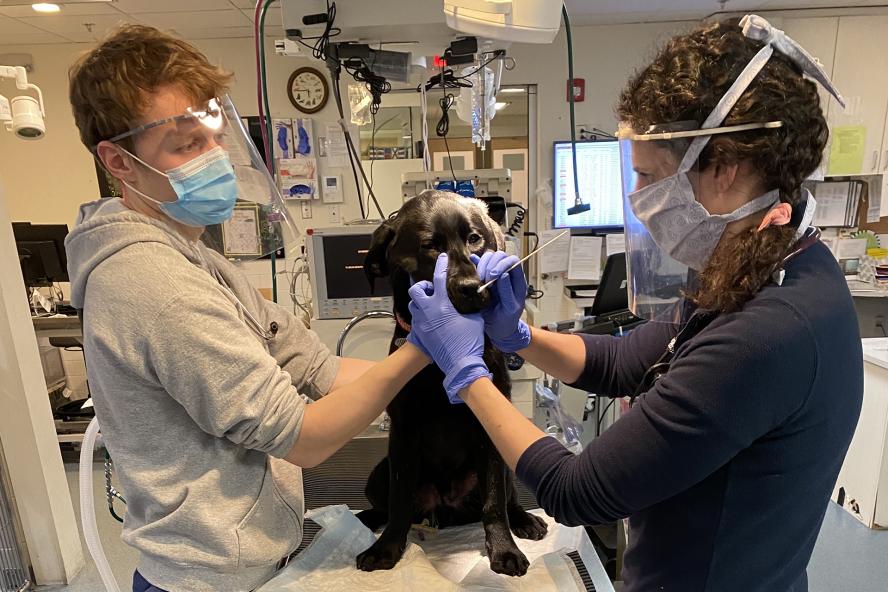 veterinarian giving dog an exam and nasal swab