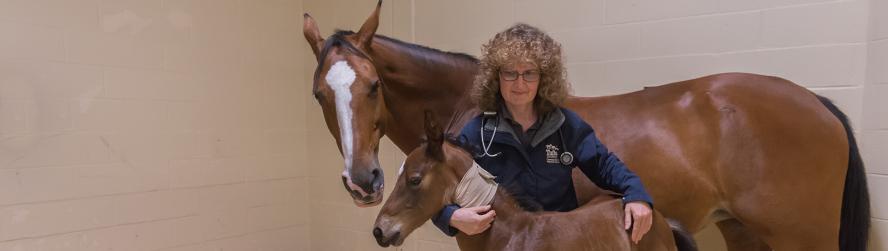 A veterinarian standing with a horse and its foal