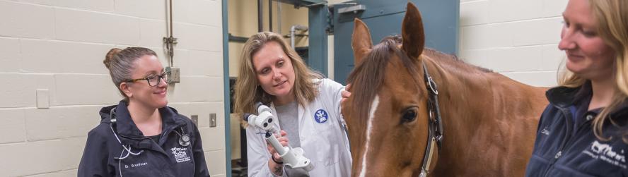 A team of vets examining a horse