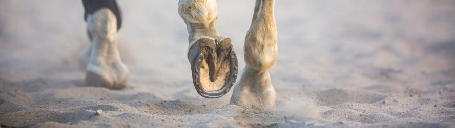 Pictures of horse's hooves