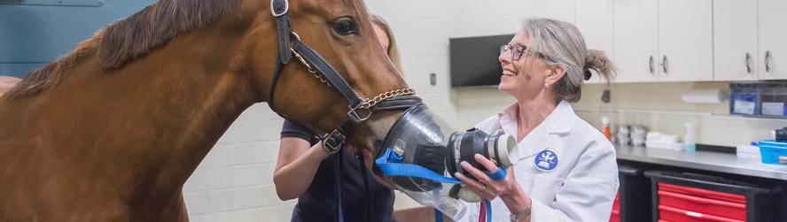 A veterinarian holding a mask over a horse's nose and mouth