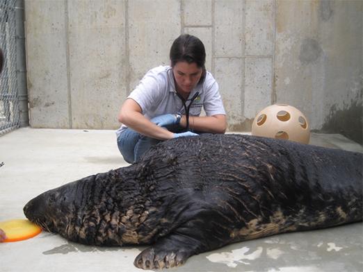 Katharine Hope Gordon works with a seal