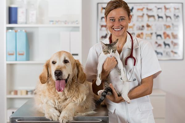 vet with dog