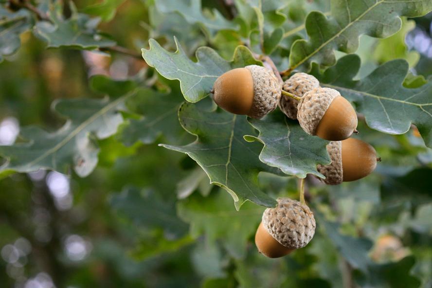 acorns on a tree