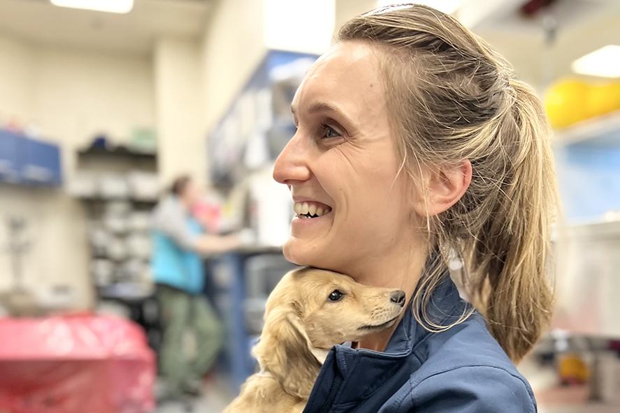 female veterinarian holding a little longhaired dashhund