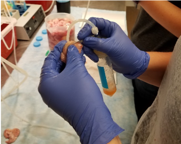 Person in gloves holding a test tube.